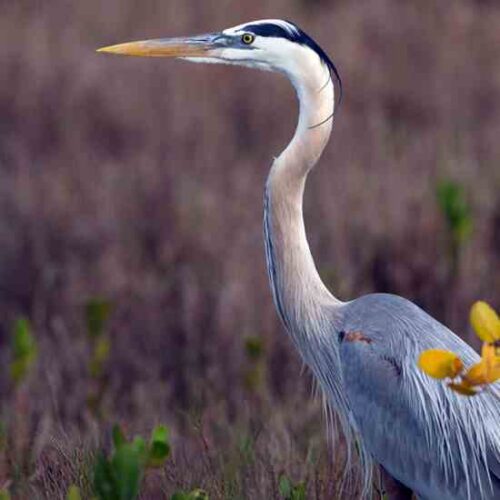 Twitchell Island — A Carbon Sweet Spot